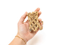 Load image into Gallery viewer, Natural Cholla Wood Container - 3 Inches Tall with Ionantha plant included