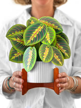 Load image into Gallery viewer, Prayer Plant Pop-up Greeting Cards