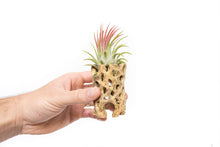 Load image into Gallery viewer, Natural Cholla Wood Container - 3 Inches Tall with Ionantha plant included