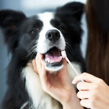 Load image into Gallery viewer, Eco-Friendly Pet Dental Care Kit