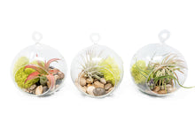 Load image into Gallery viewer, Hanging Flat Bottom Glass Globe Stunning Terrarium Sets