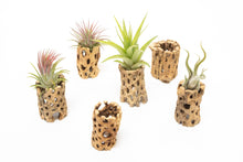 Load image into Gallery viewer, Natural Cholla Wood Container - 3 Inches Tall with Ionantha plant included