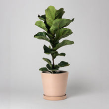 Load image into Gallery viewer, 7" Tapered Signature Planter Pot & Saucer Terracotta