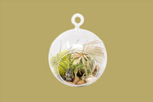 Load image into Gallery viewer, Hanging Flat Bottom Glass Globe Stunning Terrarium Sets