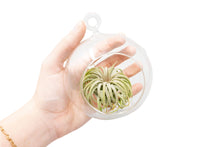 Load image into Gallery viewer, Hanging Flat Bottom Glass Globe Stunning Terrarium Sets