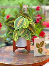 Load image into Gallery viewer, Prayer Plant Pop-up Greeting Cards