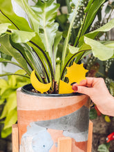 Load image into Gallery viewer, Sticky Traps