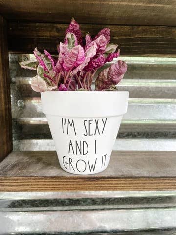 plant pots with funny sayings I'm Sexy and I Grow It Plant Pot – Ivy and Vines Boutique