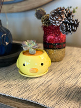 Load image into Gallery viewer, Animal Planter Succulent Kit in a box