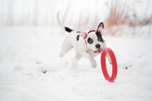 Load image into Gallery viewer, Dog Ring Toy
