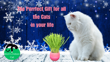 Load image into Gallery viewer, Cat Grass Garden Balls
