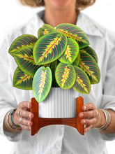 Load image into Gallery viewer, Prayer Plant (8 Pop-up Greeting Cards)
