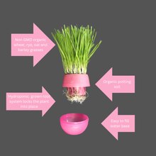 Load image into Gallery viewer, Cat Grass Garden Balls
