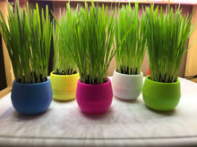 Load image into Gallery viewer, Cat Grass Garden Balls
