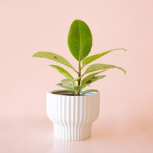 Load image into Gallery viewer, Presley Pedestal Pot - White: 8 inch
