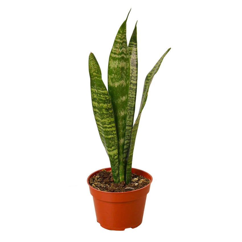 Snake Plant Zeylanica 4 in