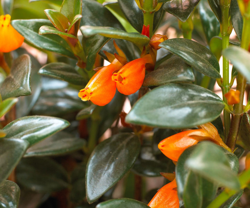 tropical goldfish plant