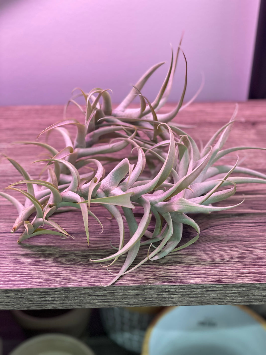 Rare Tillandsia cauligera white form