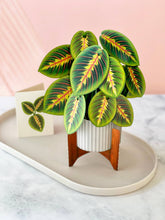 Load image into Gallery viewer, Prayer Plant Pop-up Greeting Cards
