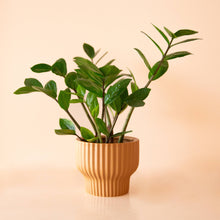 Load image into Gallery viewer, Presley Pedestal Pot - Ginger: 4.5 inch
