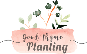 Good Thyme Planting