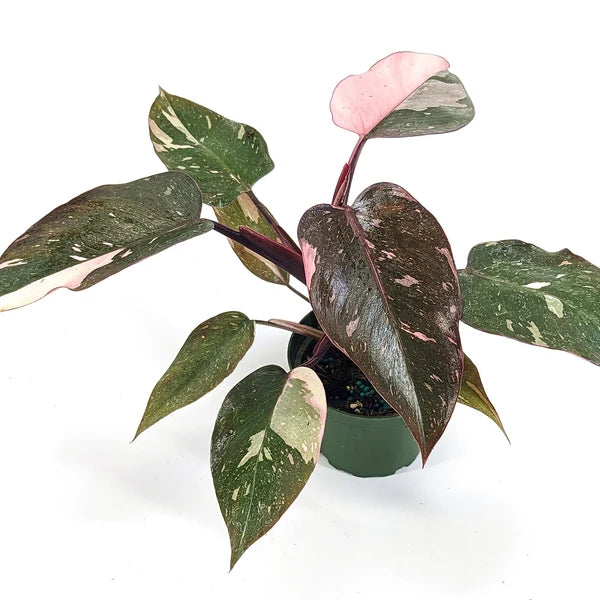 Philodendron Princess Marble  4