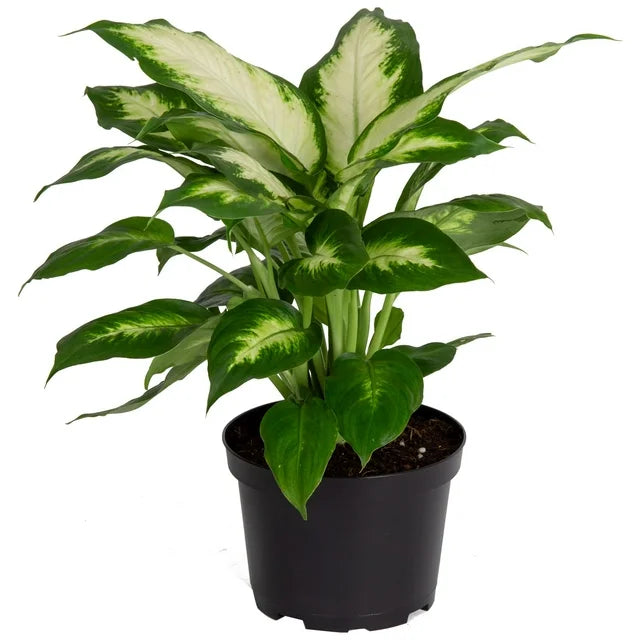 6” Dieffenbachia Cool Beauty
