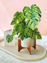 Load image into Gallery viewer, Monstera Plant (8 Pop-up Greeting Cards)
