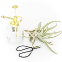 Load image into Gallery viewer, Tillandsia Air Plant Mister
