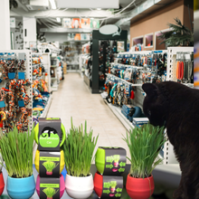 Load image into Gallery viewer, Cat Grass Garden Balls
