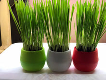 Load image into Gallery viewer, Cat Grass Garden Balls
