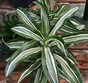 Jade Jewel Dracaena 6