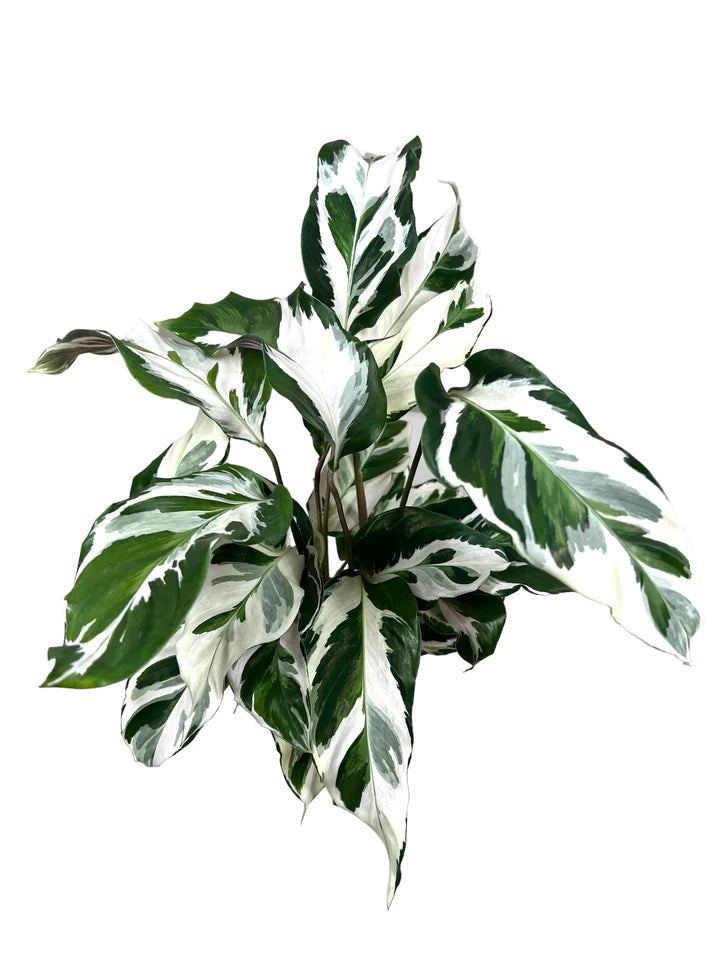 Calathea Stella 4