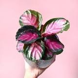 Calathea Rosy 6