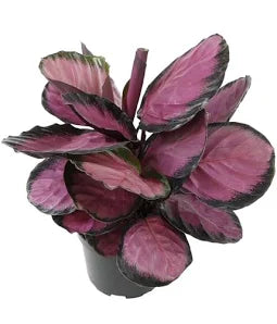 jersey princess calathea 4