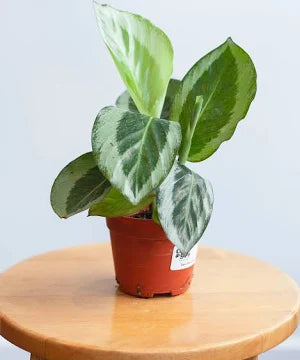 4” Calathea Gecko