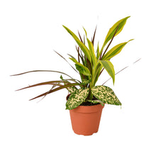 Load image into Gallery viewer, Dracaena &#39;Combo&#39;
