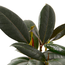 Load image into Gallery viewer, Ficus Elastica &#39;Burgundy&#39;
