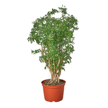 Load image into Gallery viewer, Aralia Ming Stump Plant

