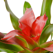 Load image into Gallery viewer, Bromeliad Medusa
