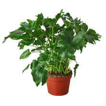 Load image into Gallery viewer, Philodendron ‘Little Hope&#39;
