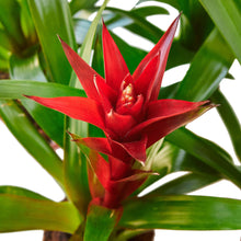 Load image into Gallery viewer, 3 Guzmania Bromeliads - Live Plants - 1FT Tall - FREE Care Guide - 4&quot; Pots
