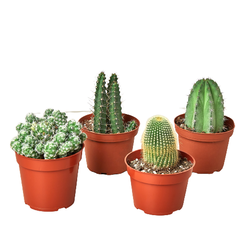4 Cacti Variety Pack - 4.0