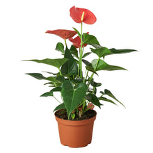 Load image into Gallery viewer, Anthurium &#39;Pink&#39;

