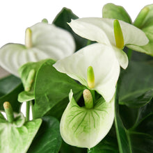 Load image into Gallery viewer, Anthurium White
