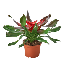 Load image into Gallery viewer, Bromeliad Medusa
