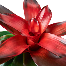 Load image into Gallery viewer, Bromeliad Medusa
