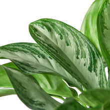 Load image into Gallery viewer, Chinese Evergreen &#39;Silver Bay&#39;
