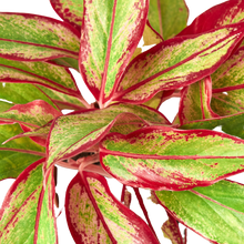 Load image into Gallery viewer, Chinese Evergreen &#39;Red Siam&#39;
