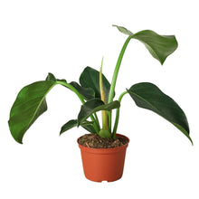 Load image into Gallery viewer, Philodendron &#39;Congo Green&#39;
